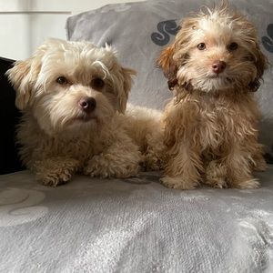 Meet your Posher, Jo